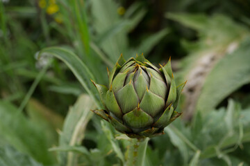 Artichoke in the foreground in green fields. Food concept, nature.