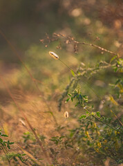 Morning nature in sunlight and dew