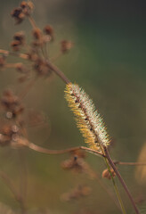 Morning nature in sunlight and dew