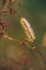 Morning nature in sunlight and dew