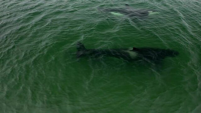 Orca killer swimming in the sea. Aerial 4k. Shark swimming in the sea, seen from above with green water.