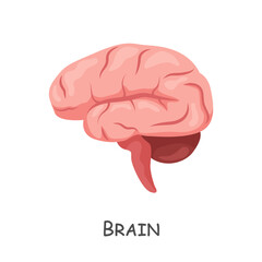 Brain of human . Cartoon design . Isolated . Vector .