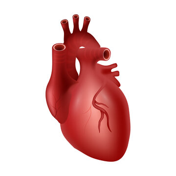Heart of human . Cardiovascular system . Realistic design . Isolated . Vector illustration .