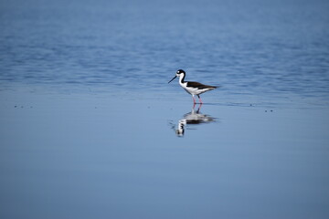 black necked stilt (Himantopus mexicanus) wading in water