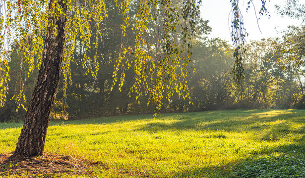 Summer landscape