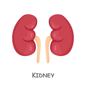 Kidney of human . Cartoon design . Isolated . Vector .