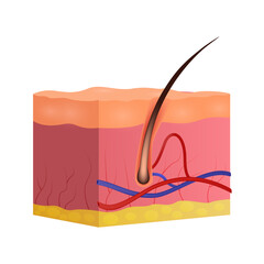 Cross section of Skin and hair . Dermatological system . Realistic design . Isolated . Vector illustration .