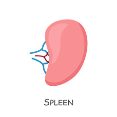 Spleen of human . Cartoon design . Isolated . Vector .