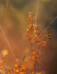 Fading nature in autumn plants