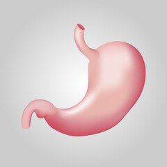 Stomach of human . Digestive system . Realistic design . Isolated . Vector illustration .