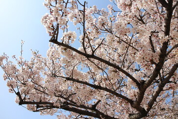 Sakura / Cherry blossoms in Tokyo, Japan