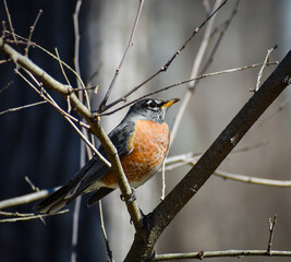 American Robin (Turdus migratorius) perched on a tree branch