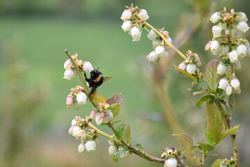 Bumblebee on blueberry bush blossoms