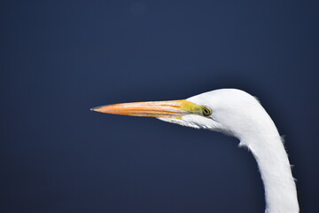 head photo of a great egret (Ardea alba)