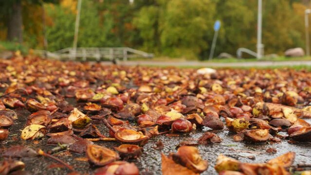 Detailed Chestnuts on Wet Ground, Late Fall Time, Soft Focus Low Angle Close Up 