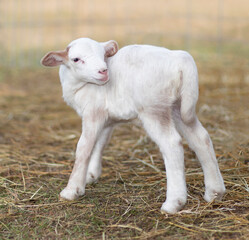 Obraz premium Katahdin lamb standing shortly after birth