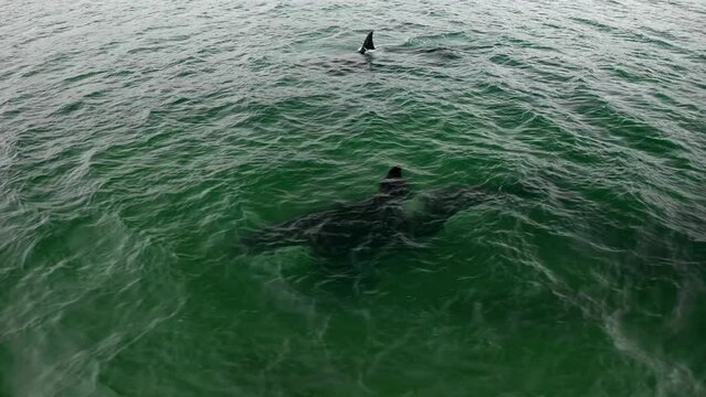 Shark on the surface of the water in the Pacific Ocean. Aerial view of a shark in the middle of the ocean.