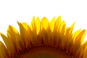 sunflower background texture