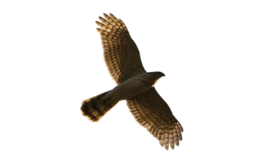 Deurstickers eagle © Grey Zone