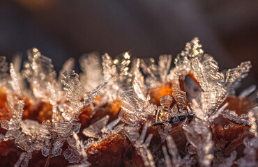 Frosen nature