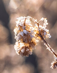 Frosen nature