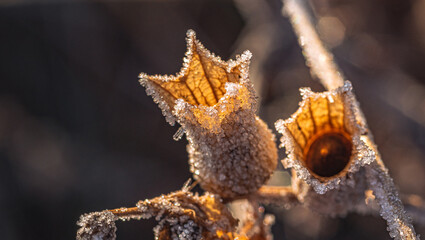 Frosen nature