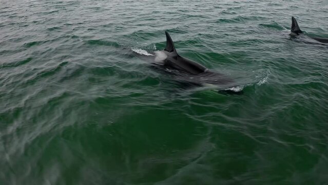 Orca Killer Whale Orcinus Orcinus swimming. Orcinus Orcinus, Killer Whale in the ocean.