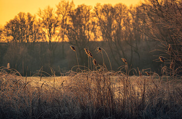 Obraz premium Winter sunrise on river