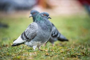 Portrait of a beautiful urban pigeon in the park in winter.