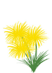 Fototapeta premium yellow dandelion flower