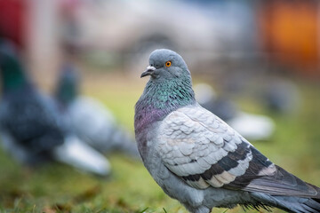 Portrait of a beautiful urban pigeon in the park in winter.