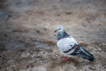 Portrait of a beautiful urban pigeon in the park in winter.