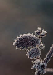 Frosen nature