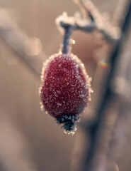 Fototapeta premium Frosen nature