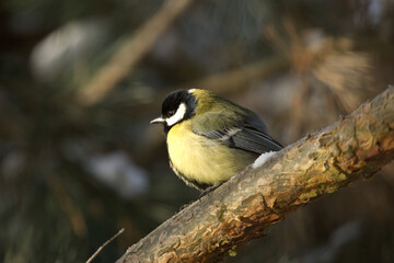 Obraz premium Great tit closeup. Parus major. Tit sitting on a tree branch little bird. Great tit perched on a stick, cute bird.