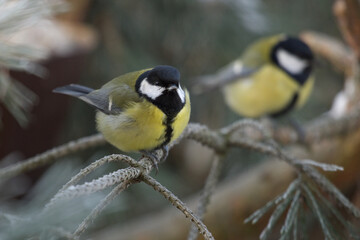 Fototapeta premium Great tit closeup. Parus major. Tit sitting on a tree branch little bird. Great tit perched on a stick, cute bird.