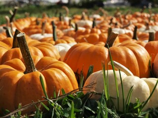 Orange and white pumpkins in grass