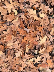 autumn fallen leaves and foliage