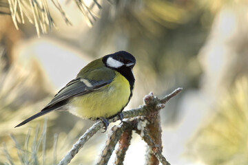 Fototapeta premium Great tit closeup. Parus major. Tit sitting on a tree branch little bird. Great tit perched on a stick, cute bird.