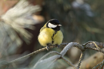 Obraz premium Great tit closeup. Parus major. Tit sitting on a tree branch little bird. Great tit perched on a stick, cute bird.