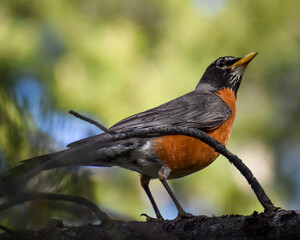 American Robin (Turdus migratorius) perched on a tree branch
