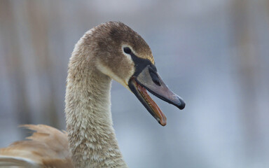 Mute swan closeup. Cygnus olor. White swan on the winter on a lake. Young swan.