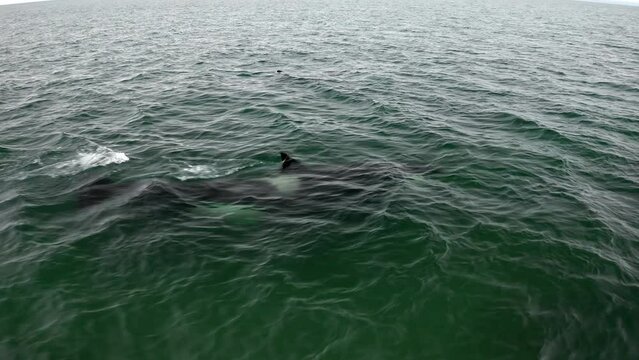 Orca swimming in the sea. Orcinus orca, killer whale in the sea