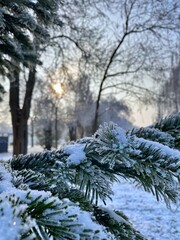 pine tree branches with snow in the forest