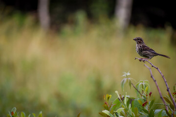 Song Sparrow (Melospiza melodia)perched on grass with space for text
