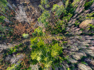 Aerial view of a mixed forest with conifer, dead and bare trees