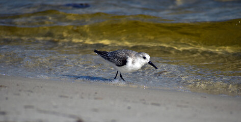 Sanderling (Calidris alba) on a beach in Florida