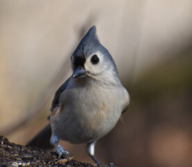 Tufted Titmouse (Baeolophus bicolor) perched on a log