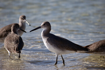 Willet (Tringa semipalmata) Western subspecies in Florida 