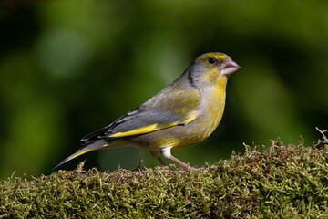 The photo shows the characteristics of the greenfinch bird